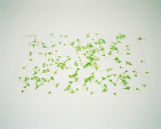 Tissue 3